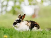 RSPCA Warns Pet Owners: Small Animals at Risk in UK Heatwave