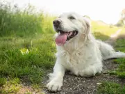 RSPCA Warns Scottish Dog Owners of Heatstroke Signs in Heatwave