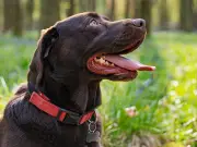 RSPCA's 3 Steps to Prevent Dog Heatstroke in UK Heatwave