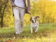 RSPCA's Five Second Rule for Dog Walks During UK Heatwave