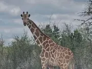 Runaway Giraffe Gracie Sparks Two-Week Search With Helicopters and Reward