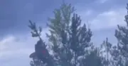 Russian Falls From Pine Tree While Trying to Hoist Soviet Flag