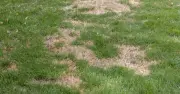Scatter Grass Seed for Greener, Fuller Lawn, Experts Say