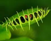 Scientists Reveal Venus Flytrap's Rapid Snap Mechanism