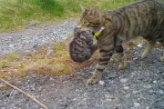 Scottish wild kittens born to released mothers for third year