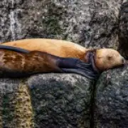 Sea lion rescued from plastic ring cutting into its neck in Russia
