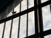 Seagull Trapped in Swansea Market for Three Days Finally Escapes