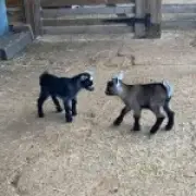 Seven Baby Goats Stolen from Kent Petting Zoo During Thunderstorm