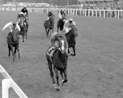 Shergar's Legacy Lives On: Daryz Aims for Royal Ascot Glory in Aga Khan Colours