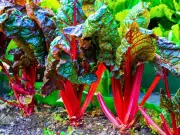 Simple 30-Second June Task for Bigger Rhubarb Stalks