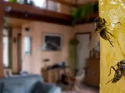 Simple 30-Second Task to Banish House Flies This Summer