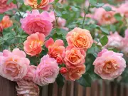 Simple Deadheading Trick for Bigger Rose Blooms This Summer