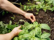 Simple Summer Task to Grow Bigger Bushier Basil Parsley and Mint