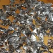Smuggler Caught Trafficking 150 Venomous Scorpions at South African Airport