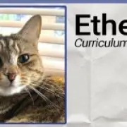Starmer's AI chatbot writes CV for pet cat, says she's employable