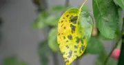 Stop black spot on roses with one kitchen scrap spray