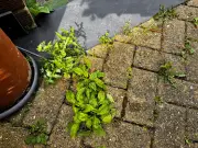 Stop Using Weed Killer: One Natural Item Removes Patio Weeds in 3 Days