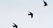 Swifts Choose Nest Sites Over Partners in 15-Year RSPB Study