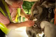 Therapy Donkeys Aid Mental Health Patients at Paris Psychiatric Hospital