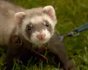 Therapy Ferrets Used to Kill Rats at UK's Largest Children's Prison Spark Outrage
