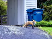 TikTok Binman's Simple Kitchen Trick to Keep Foxes Away from Bins