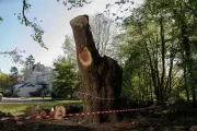 Toby Carvery and Council End Dispute Over Ancient Oak Felling in London Park