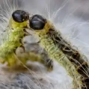 Toxic Caterpillars Wreak Havoc in Berlin, Causing Skin and Breathing Issues