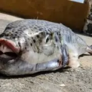 Toxic Toadfish Invade Greece as Tourist Season Peaks