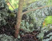 Trees Growing Out of Trees: A Cairngorms Discovery