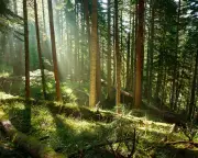 Trees May Store Less Carbon Than Hoped, Study Suggests