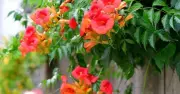 Trumpet Vine: Fastest Growing Plant for Ultimate Garden Privacy
