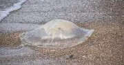 UK Beachgoers Warned of Giant Jellyfish Invasion Along Norfolk Coast