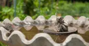 UK Bird Owners Urged to Act on Bird Baths Before July Heatwave