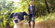 UK Dog Walkers Face Up to £500 Fine from June 29 Under New Law