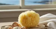 UK Gardeners Urged to Place Sea Sponges Outdoors Before Thursday to Attract Ladybirds