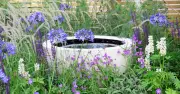 UK Gardeners Urged to Put Out Shallow Bowls for Birds Before Sunday