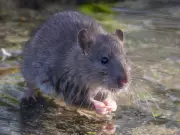 UK Heatwave Drives Rats Indoors: Cheap 22p Veg Deters Pests
