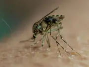 UK Heatwave Sparks Mosquito Surge, Expert Warns of Bite Risk