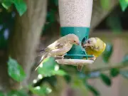 UK Households Urged to Act on Highly Contagious Bird Disease