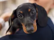 UK Parliament to Debate Animal Abuse Register and Lifetime Ban on June 29