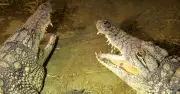 UK Zoo Reopens Crocodile Enclosure 9 Days After Boy Attacked