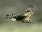 UK's 'Bermuda Triangle' for birds: Hen Harrier vanishes on Ruabon Moor