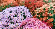 UK's Largest Garden Centre in Tiny Market Town Boasts 3,000 Plants