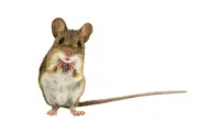 US Congresswoman Nancy Mace Targets 'Trans Mice' in Controversial Bill