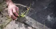 Vanish Patio Weeds with Three Household Ingredients, Says YouTuber