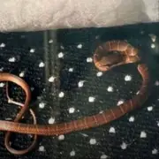 Venomous Snake Escapes on UK Flight, Terrifying Passengers