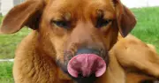 Vet Explains Why Dogs Lick Their Lips: Not Hunger, But Stress or Health Issues