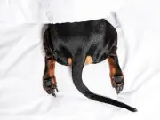 Vet Reveals 5 Dog Breeds He Loves But Wouldn't Own Due to Health Issues