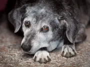 Vet Reveals 6 Signs Your Dog May Have Dementia and When to Seek Help