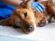 Vet Reveals Heartbreaking Final Thoughts of Dogs Before Death